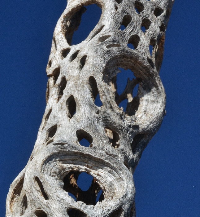 cholla limb closeup